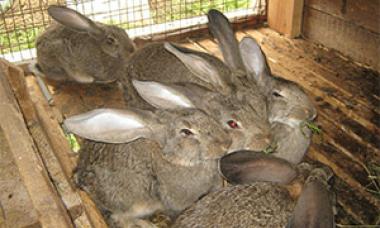 Stiamo elaborando un piano aziendale per l'allevamento di conigli