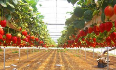 Заробіток на вирощуванні полуниці