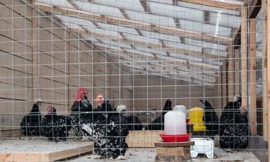 Ouvrir une mini-ferme avicole comme système commercial rentable