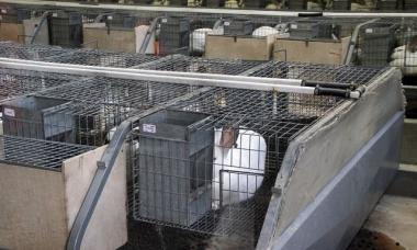 Breeding rabbits as a business: profitable or not