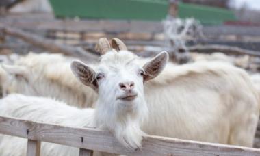 Breeding domestic goats as a business: features