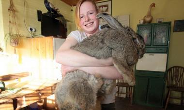 Bir tavşan yetiştirme işi düzenlemenin maliyetleri