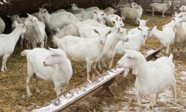 Where to start goat breeding as a business and how to succeed